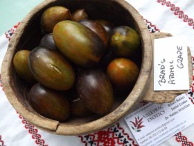 Brad’s Atomic Grape paradicsom - Paradicsom különlegességek az Egzotikus Növények Stúdiója kínálatából